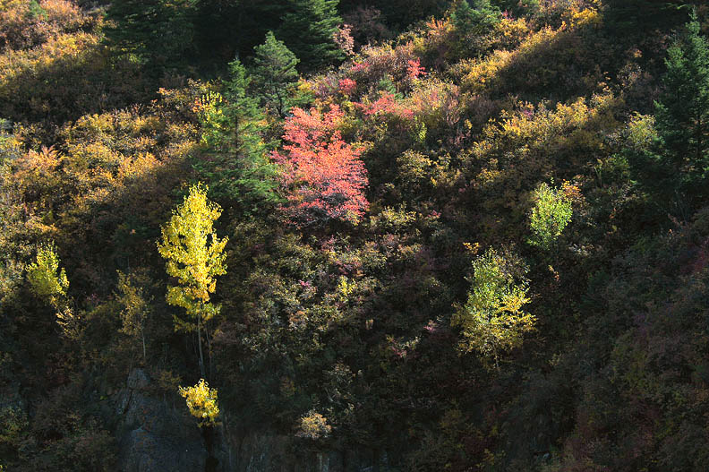 《山西风光——芦芽山秋景》9 摄影 龙女