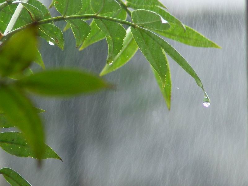 雨中 摄影 白乐天