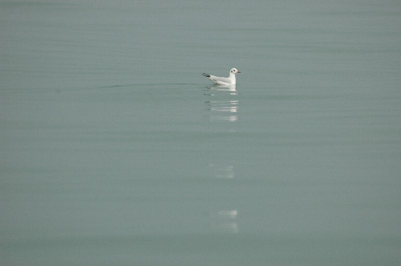 海鸥 摄影 宁子