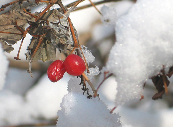 血红雪白 摄影 习影人