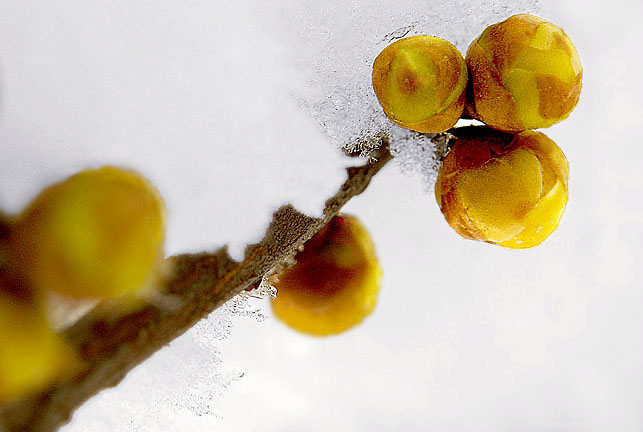 冬雪腊梅 摄影 铠瑜