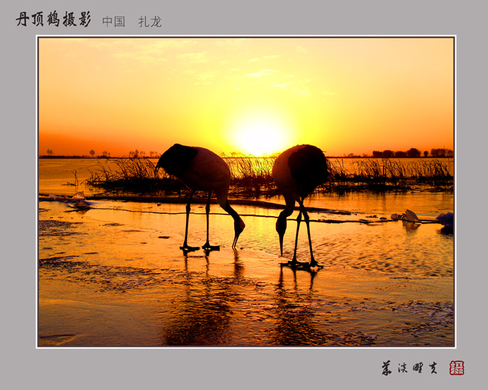 夕阳之恋 摄影 华溪野夫