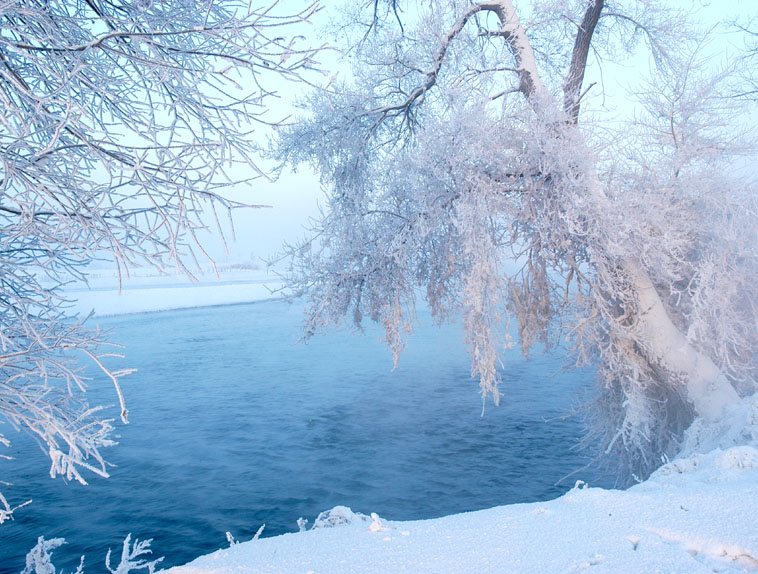 江边雪柳 摄影 白介素