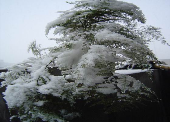 雪景小品 摄影 xiaoyp