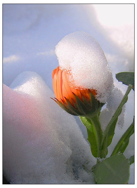 雪菊 摄影 自然