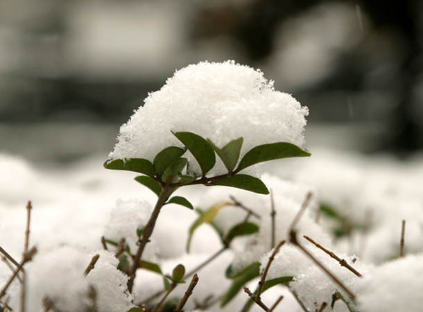 雪花 摄影 发烧友