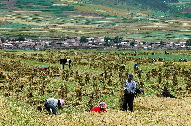 秋收场景 摄影 脱脱丞相