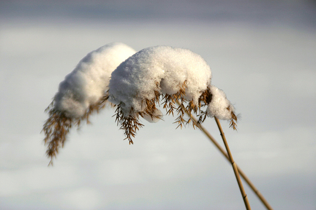 雪中芦苇 摄影 wzy