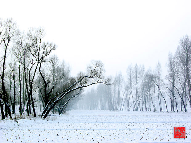 雪地风光 摄影 启明星