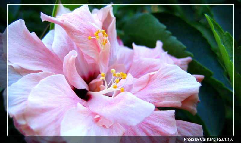 花 摄影 掠虹一见