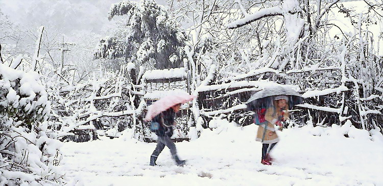 风雪行-3 摄影 神岗山人