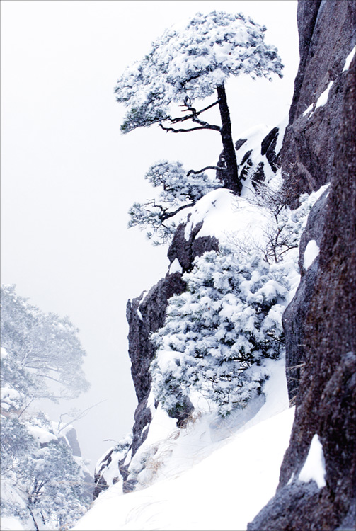 黄山小景 摄影 lijqjq