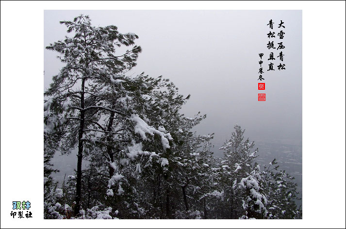 大雪压青松 摄影 jxxslxq