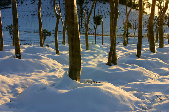 江南的第一场雪 摄影 四木88