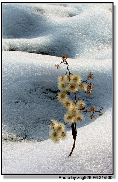 雪中小景 摄影 江上往来人