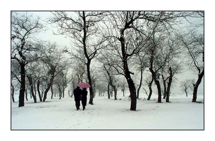 雪中情 摄影 山风