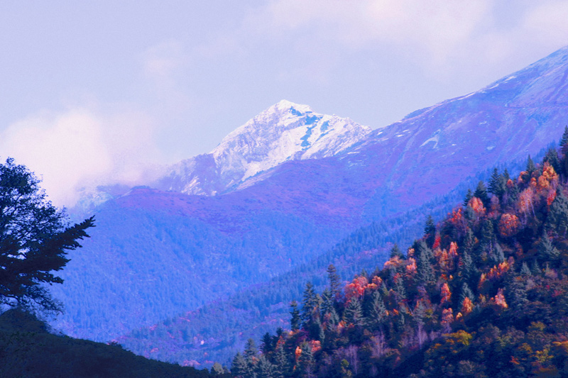 雪山.红叶 摄影 琉抒