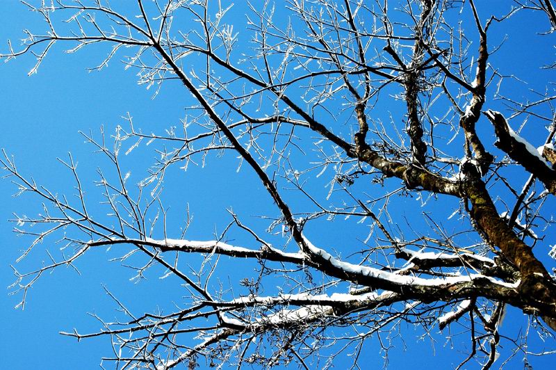 瑞雪满枝头 摄影 三丰太急