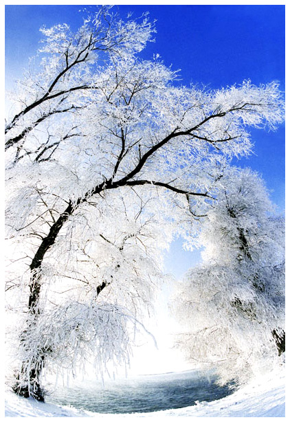 玉树银花舞寒江 摄影 望飞雪