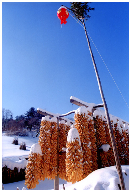 农家院 摄影 望飞雪