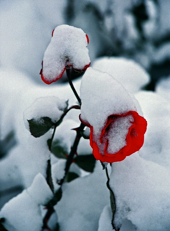 本枝能耐雪 摄影 zhangjian