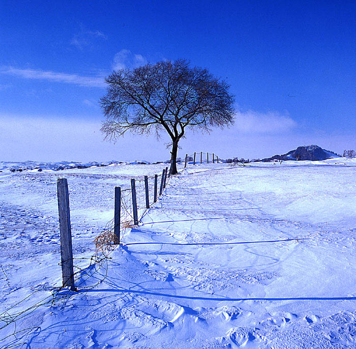 雪 摄影 三月阳光