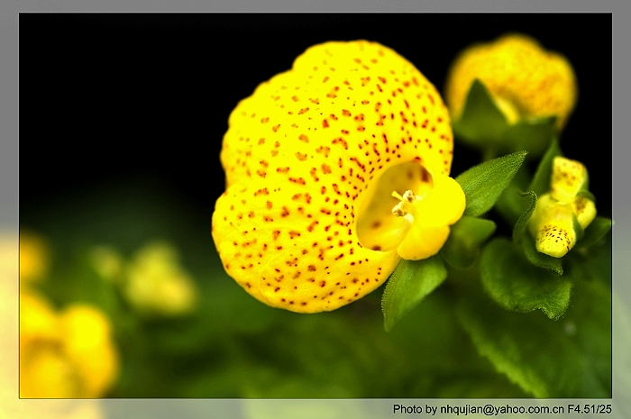 花豹 摄影 whqujian