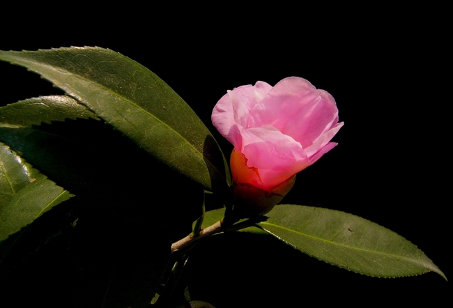 茶花迎春 摄影 峡山