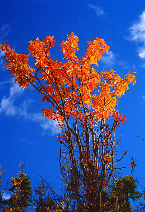 红火 摄影 与世无争