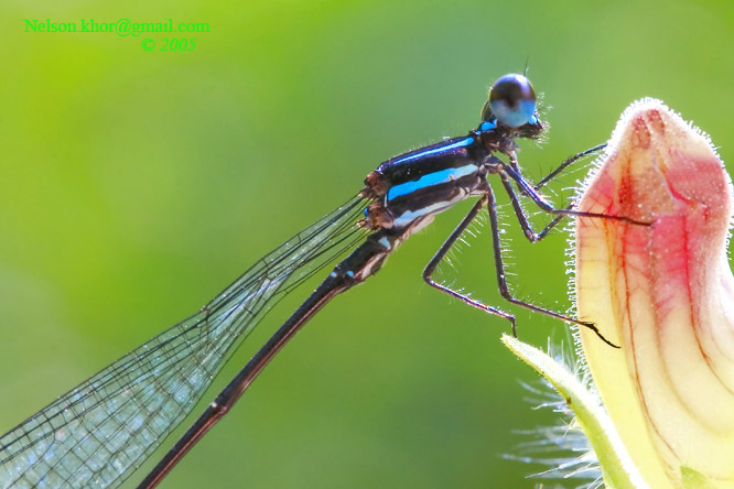 Damselflies 摄影 nelsonkhor