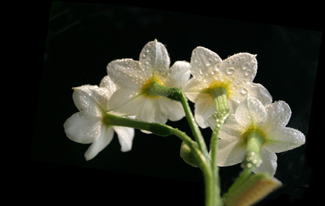 水仙花 摄影 wzy