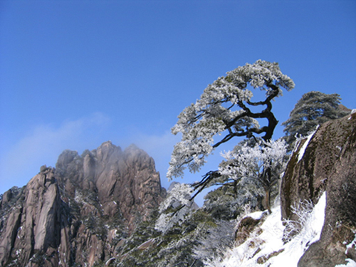 黄山雪松 摄影 丁波