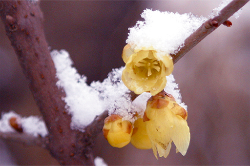 2005年的第一场雪 摄影 发烧友