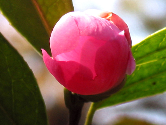 山茶含苞 摄影 auq春