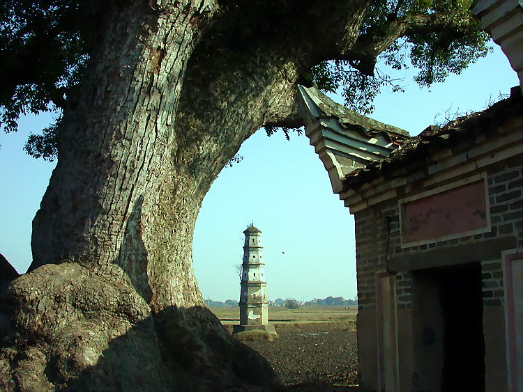 古樟。古塔。小庙 摄影 神岗山人