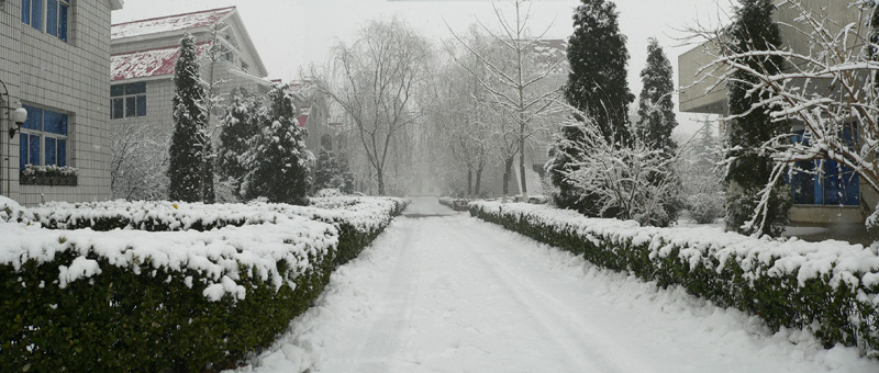 雪 摄影 贰月飞鸟