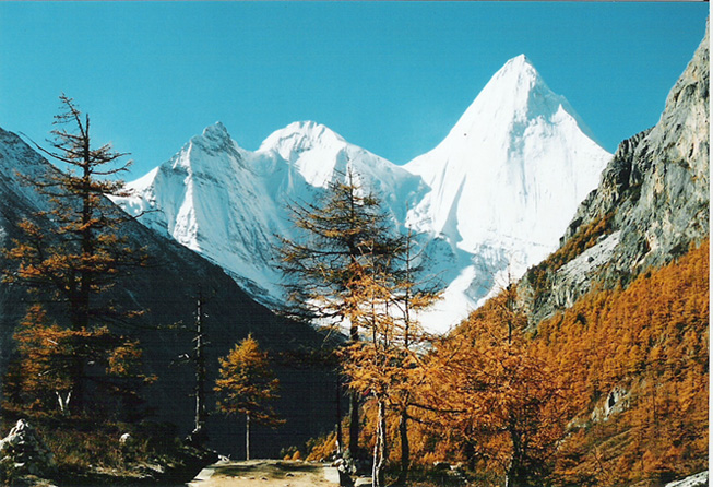 雪景 摄影 青松