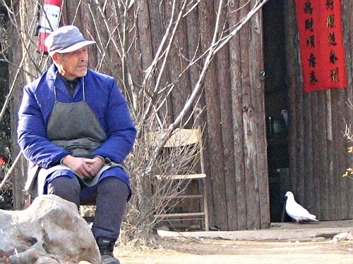 养鸽老人 摄影 可心