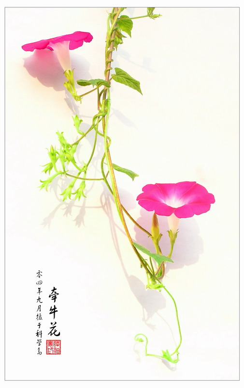 牵牛花 摄影 xuediye