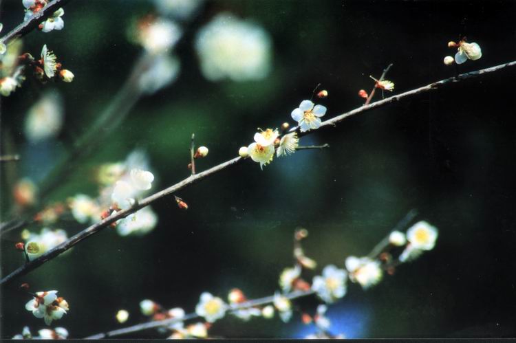 梅花初开 摄影 元白