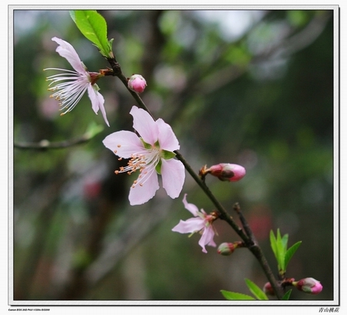 花 摄影 liuzq