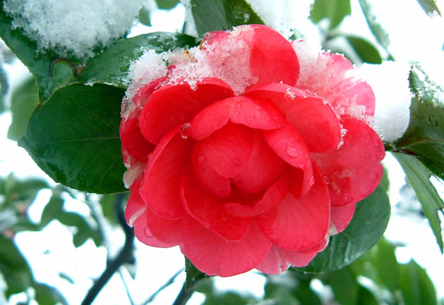 雪茶花 摄影 芯茹