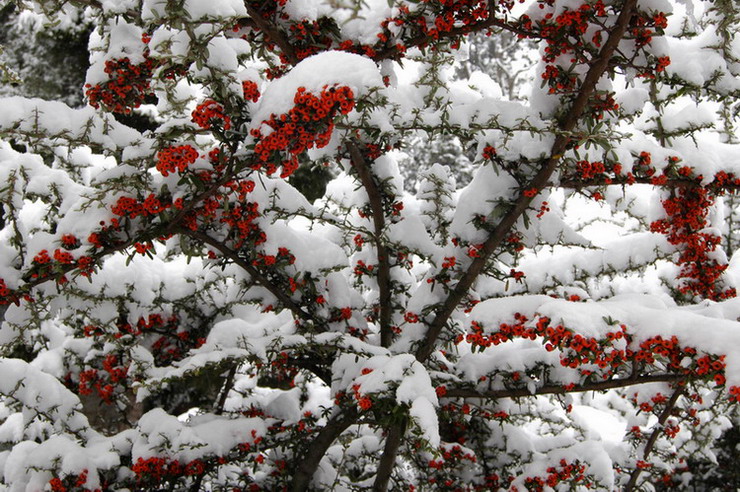 雪.花 摄影 山妖