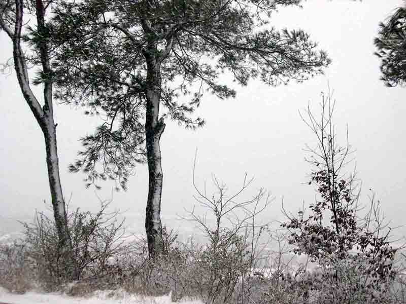 大雪青松 摄影 panxiaojian