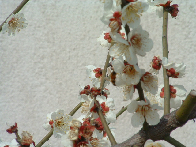 梅 摄影 tianbing