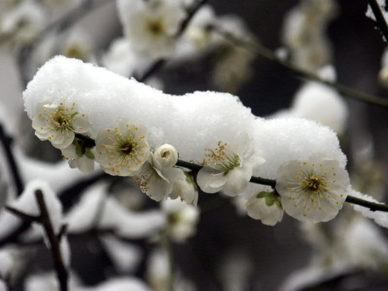 雪梅 摄影 山君