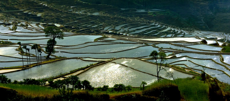 甲寅梯田 摄影 cheung