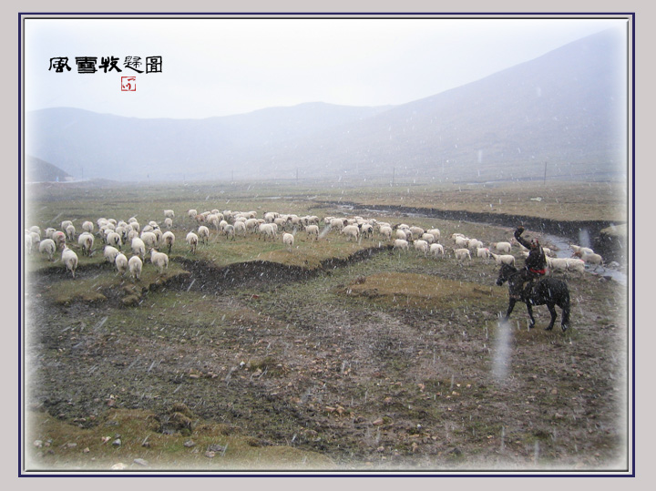 风雪牧归图 摄影 一川<bqd>