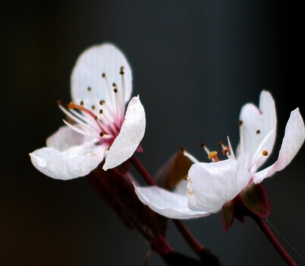 花魂 摄影 佛都樵夫