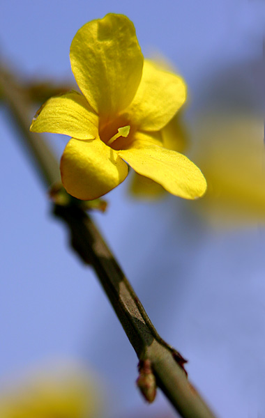 迎春花 摄影 铠瑜